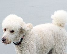 poodle