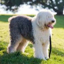 old_english_sheepdog_dogster
