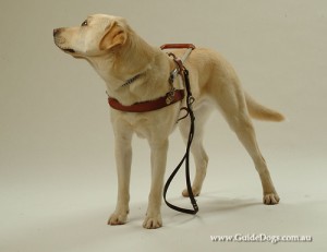 guidedogsnsw