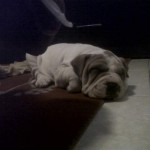 noid-IMG00139-20110924-0006