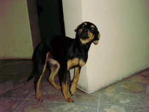 noid-P9120092
