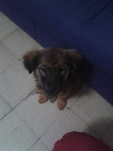 noid-cachorrita-de-collie-cruza-2-meses-cambio-venta_MLM-F-4015384349_032013