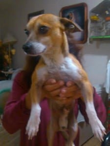 noid-perrito_encontrado