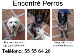 perros