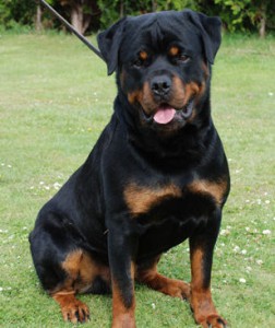 Rottweiler