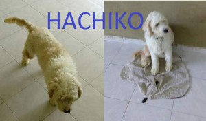 HACHIKO